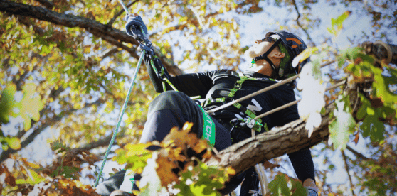 Arborist in action